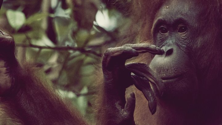 Orangutans of Sarawak: A Journey Through Time, Culture, and Conservation